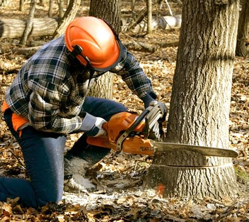 Tree Removal in Roseville, OH